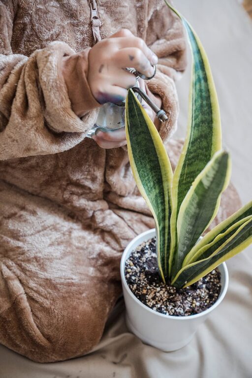 The Benefits of Indoor Plants and Essential Care Tips for Your Home